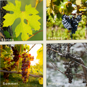 Seasonal Sips & Vine Rhythms: A Year in Wine from Vine to Glass