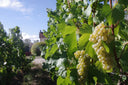 Organic & Biodynamic French Wines: Sustainable, Authentic, & Full of Character